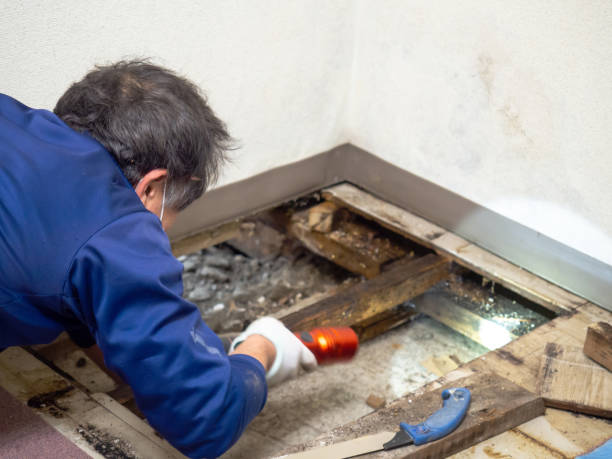 Best Mold Removal and Inspection  in Manhasset, NY