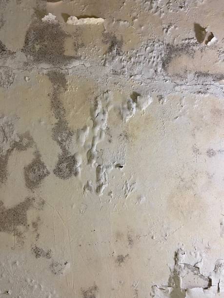 Best Black Mold Removal  in Manhasset, NY