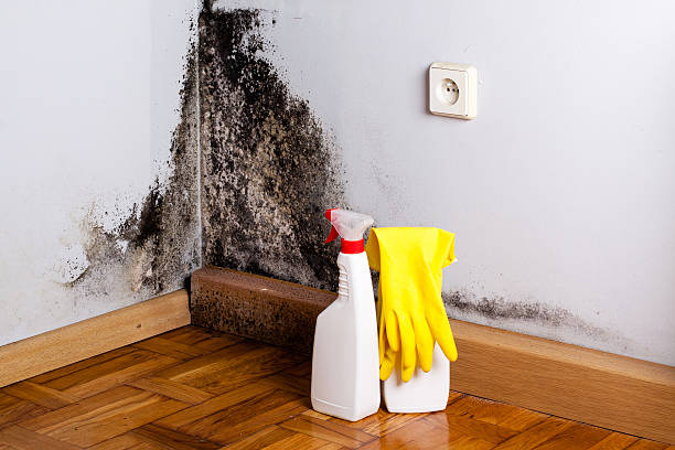 Best Emergency Mold Removal  in Manhasset, NY