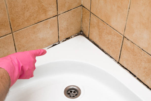 Best Mold Removal Near Me  in Manhasset, NY