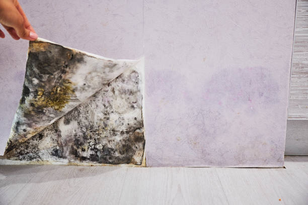 Attic Mold Removal in Manhasset, NY